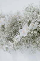 Макс&Вікторія… - Фото 193